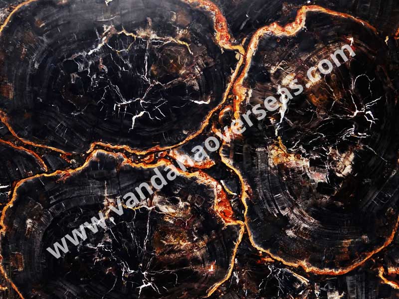 Black Petrified Wood