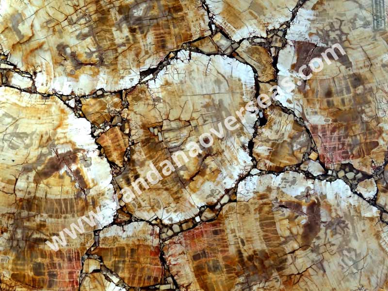 Yellow Petrified Wood