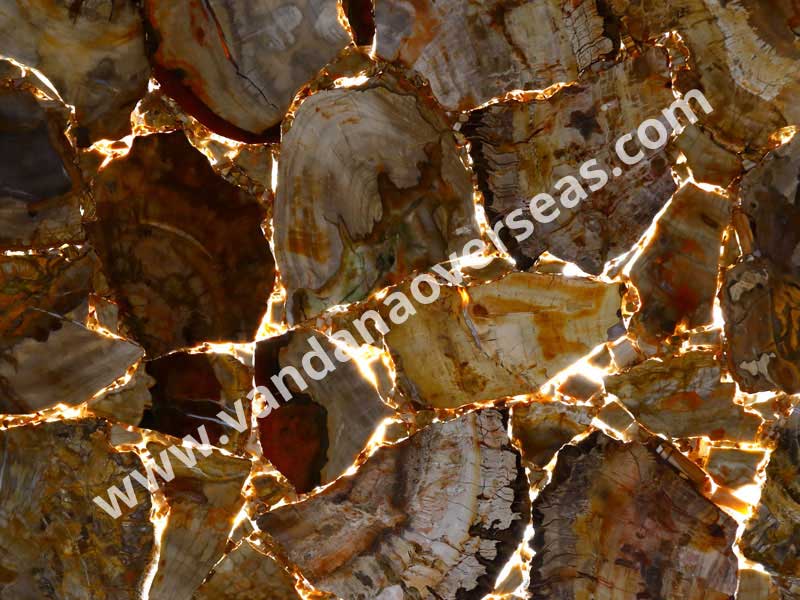 Brown Petrified Wood